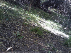 Turdus falcklandii magellanicus