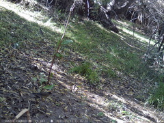 Turdus falcklandii magellanicus