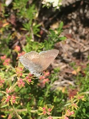 Satyrium tetra