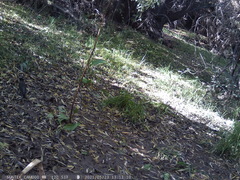 Turdus falcklandii magellanicus