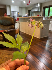 Hydrophyllum virginianum