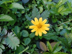 Sphagneticola trilobata