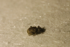Otiorhynchus crataegi