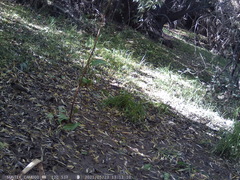 Turdus falcklandii magellanicus