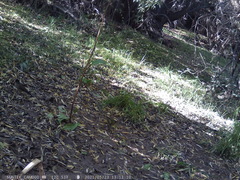 Turdus falcklandii magellanicus