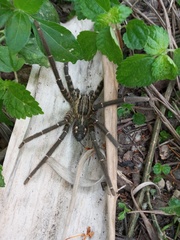 Cupiennius salei