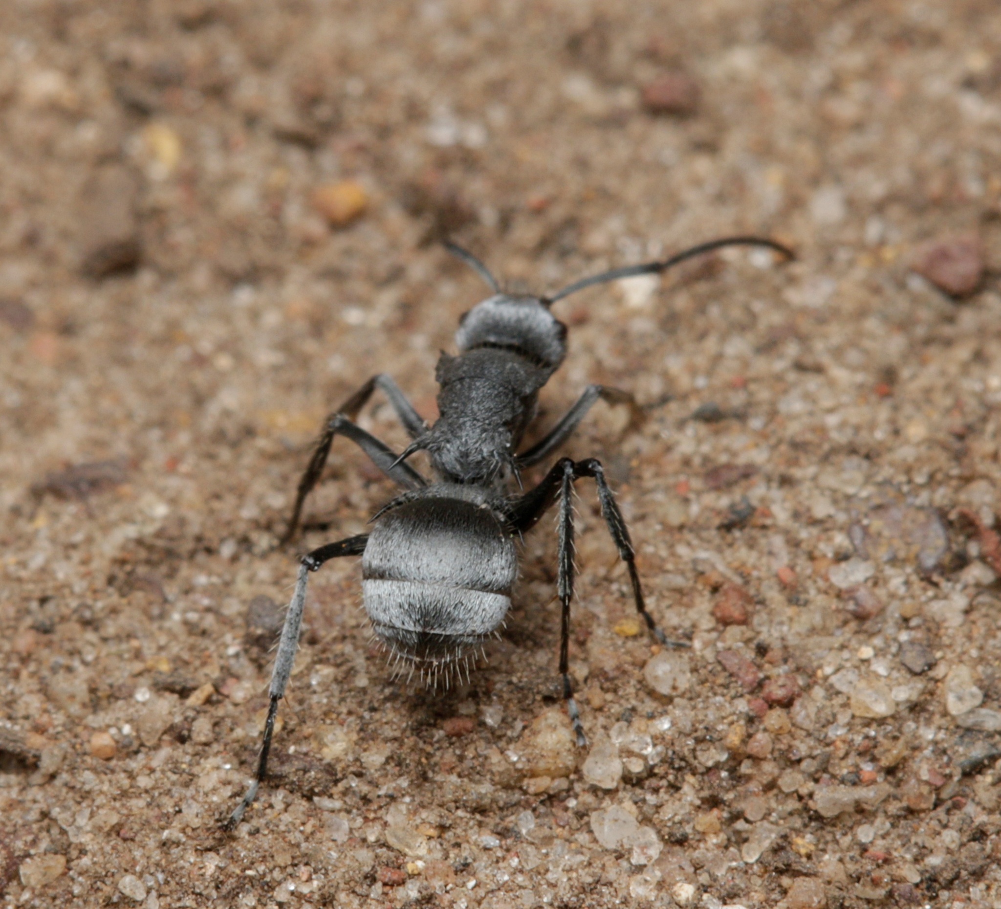 Polyrhachis gab