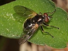 Blera nigra