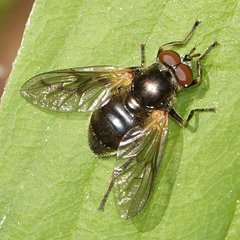 Blera nigra