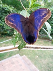 Eryphanis aesacus