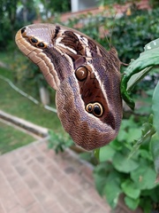 Eryphanis aesacus