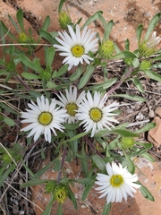 Townsendia grandiflora