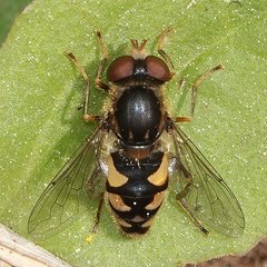 Parhelophilus rex