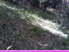Turdus falcklandii magellanicus