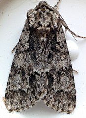 Acronicta impressa