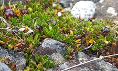 Coprosma atropurpurea