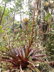 Tillandsia pastensis