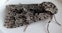 Acronicta impressa