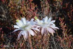 Echinopsis