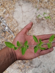 Sarcomphalus amole