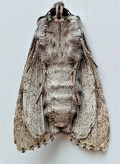 Acronicta impressa