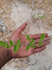 Sarcomphalus amole