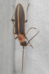 Oxycopis mimetica