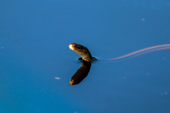 Thamnophis proximus rutiloris