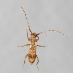 Obrium maculatum