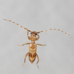 Obrium maculatum