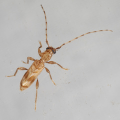 Obrium maculatum