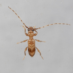 Obrium maculatum