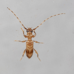 Obrium maculatum