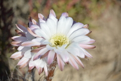 Echinopsis
