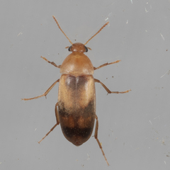 Diclidia
