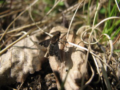 Hemipenthes morioides