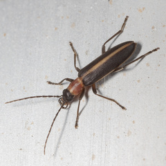 Oxycopis mimetica