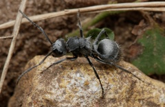 Polyrhachis gab