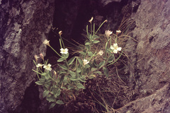 Epilobium astonii