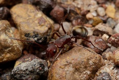Polyrhachis schenckii