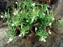 Epilobium astonii