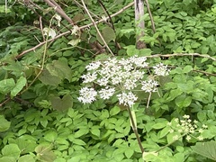 Heracleum maximum