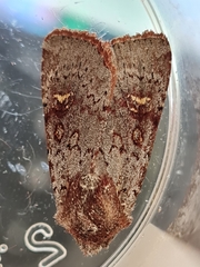 Ichneutica hartii