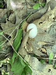 Antrostomus vociferus