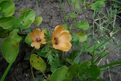Turnera sidoides