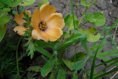 Turnera sidoides