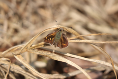 Lon melane vitellina