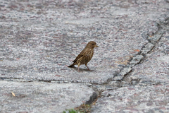 Haemorhous mexicanus