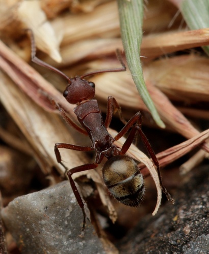 Polyrhachis schenckiiPolyrhachis schenckii