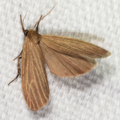 Crambidia lithosioides